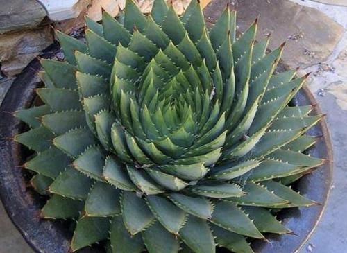  『植株』1种多肉植物，叶片螺旋生长，被称为“螺旋芦荟”，1棵值“1万”