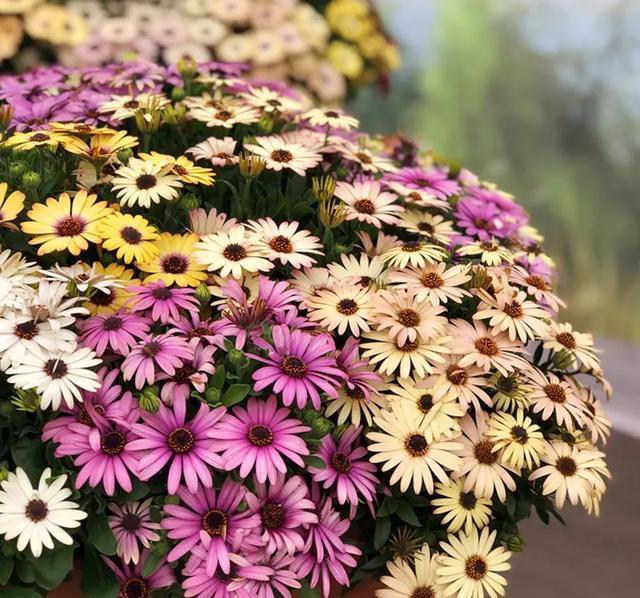 南非■阳台养盆健康花,就选南非万寿菊,一盆花的颜值,撑起一个花园