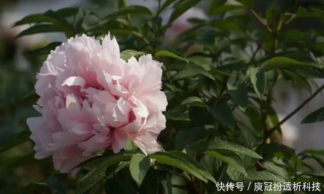 提高■养花就养盆量大还艳丽的,开花漂亮抓人眼球,点缀环境提高档次