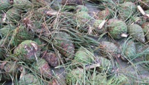  树木|这果树农村很多，以前农民拿它当柴烧，果实没人要，如今60