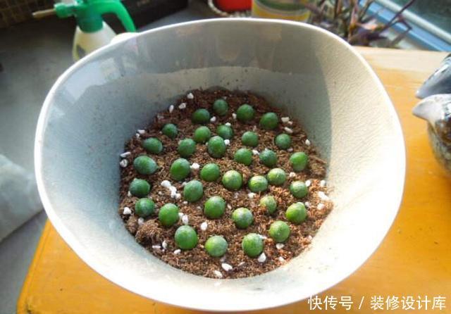 轻松■捡回“2种”小种子,扔花盆里,30天长出盆栽,轻松养出名贵绿植