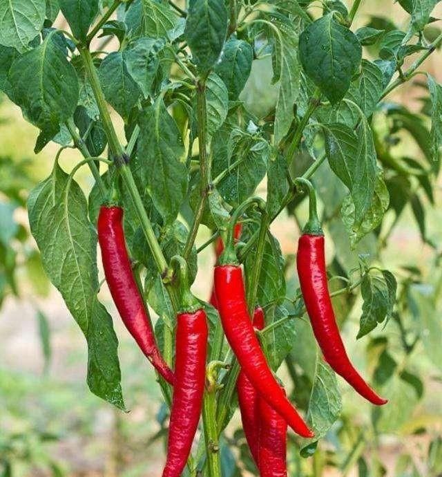  【钱人】农村出现了很多扶贫计划，这三个项目可靠，低成本稳步报答