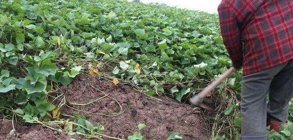  #收益#价格是普通红薯的5倍，供需缺口逐年增大，种植一亩收益6