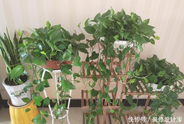 #绿萝盆#给吊兰、绿萝盆里埋点“它”,叶子更油绿,1个月后变成大瀑布!