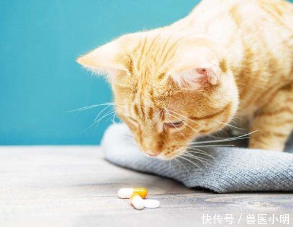 『便宜』化妆品都有平价替代,宠物用品也会有吗?吃土铲屎官看过来