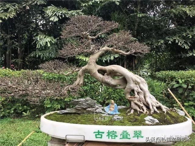  「作品」有年功的盆景，品相好，价值高！