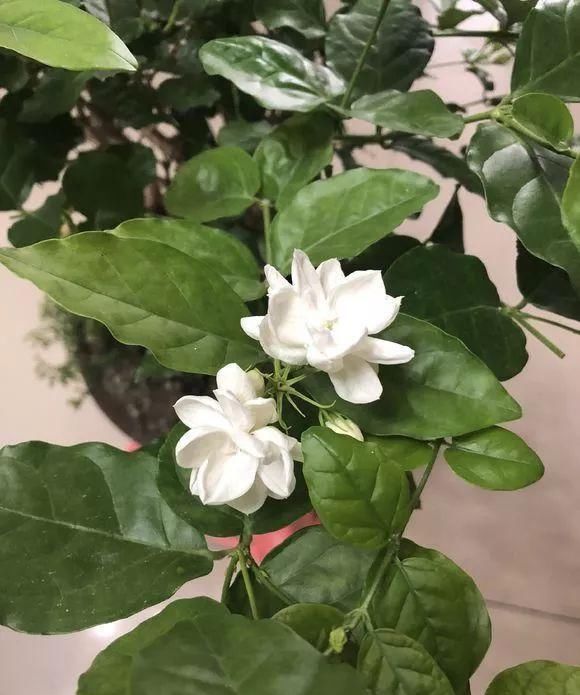 家里■3种花“疾病”不喜欢,家里养1盆,一家老小身体好!