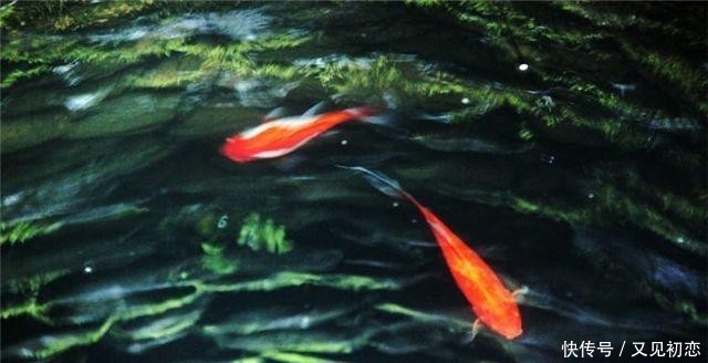 南水北调的露天河渠，有那么多鱼却禁止垂钓，那鱼都去哪儿了呢？