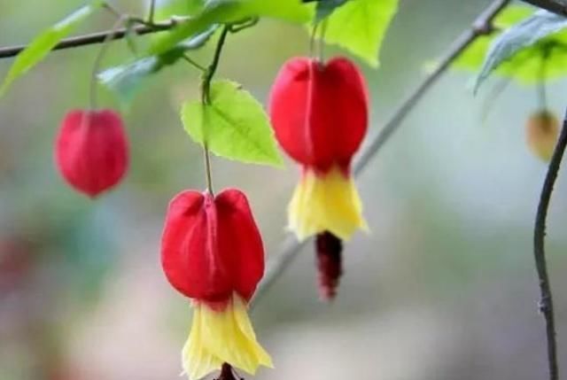  『花苞』“3种花”一开如“下雨”，花苞多、花朵大，几月不管，花垂满盆