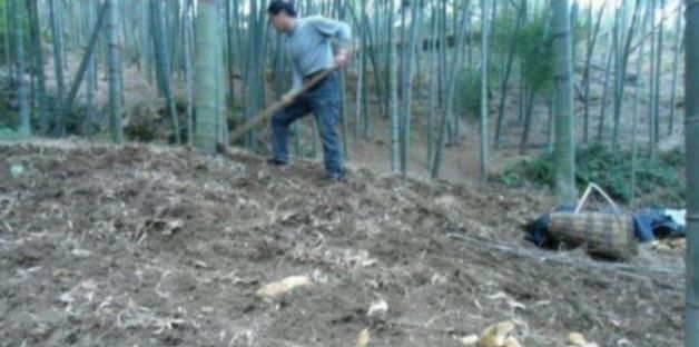  『懒人』农村懒人菜，种一次可以收10年，20元一斤亩收益上万不愁卖