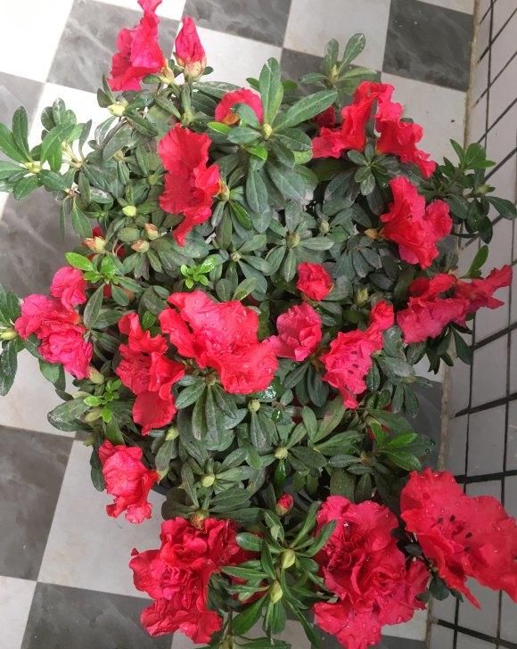  [养不活]杜鹃花养不活，开花少问题多，保证3个基本点，杜鹃花也能爆盆