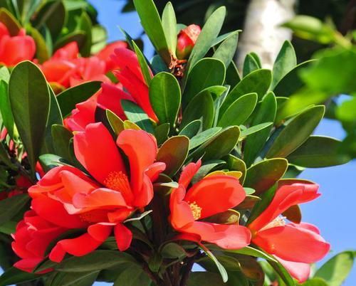 『耐热』此茶花四季开花,花色艳丽夺目,耐寒耐热还好养,非常值得入手