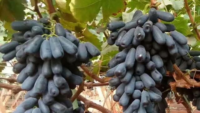  亩产值|刚引进我国就爆红，号称亩产值15万元，农民：钱都让卖苗