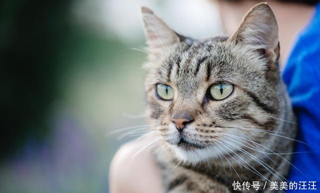 【独自】当猫咪独自在家时,爱做三件事,第一件事会让你非常的感动!