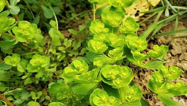  「猫眼睛」农村一奇怪野草，掐断会流出乳汁，碰了会手肿，却能