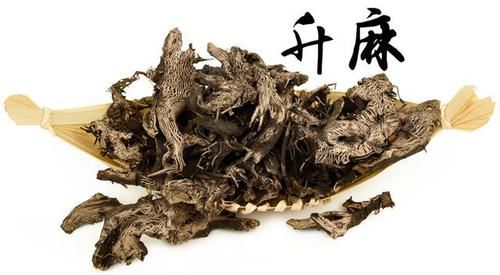  『草丛』升麻生于山坡草丛、林边、山路旁，花小，黄白色