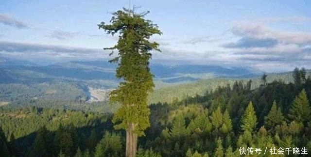 世界上最高的树,高达156米,大约相当于50层楼那么高!
