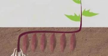  「红薯」农民种红薯，栽插有诀窍，这3种栽插方式哪种好？看完你