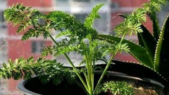 『阳台上种菜』这三种蔬菜，阳台上的蔬菜不错的选择，煲上几盆，吃上长茬！