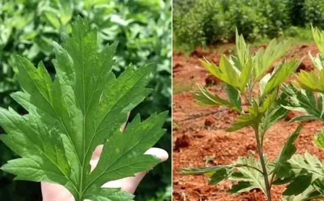  皮肤：洗面奶，“它”是皮肤的真爱