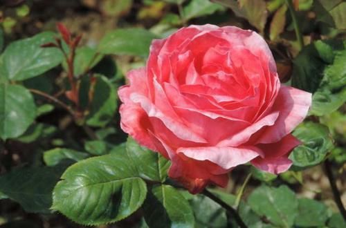  红花绿叶：家里养花，就养盆“精品月季”持续和平，花开红花绿叶，粉嫩水红