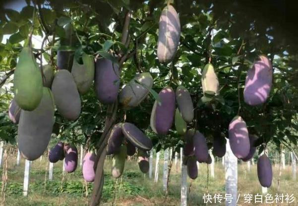 农村一种野果少极少人懂，亩产5千斤，年入几十万，种植不迟