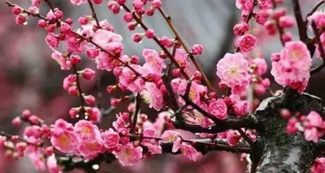 【花中】中国10大名花,哪个是你的最爱?