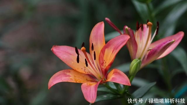 能爆盆:3种小花,好养易活花量大,四季赏花能爆盆,家里养出小花海