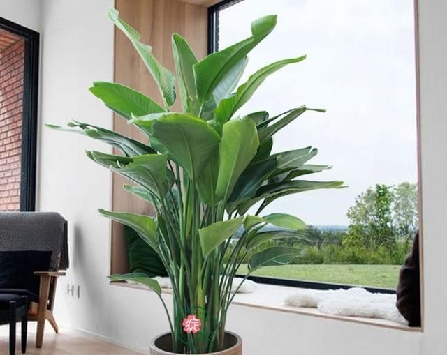  『植物』叶子发黄萎蔫，观赏性降低，该怎么办？