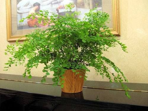  铁线蕨■3种花，就是“水桶”，浇水越勤快，生长越旺盛，绿油油一整年