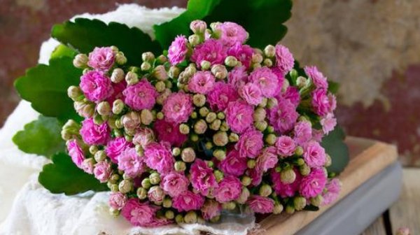  『花儿』4种花,夏天管住手,少浇水,不然越浇花儿越死!