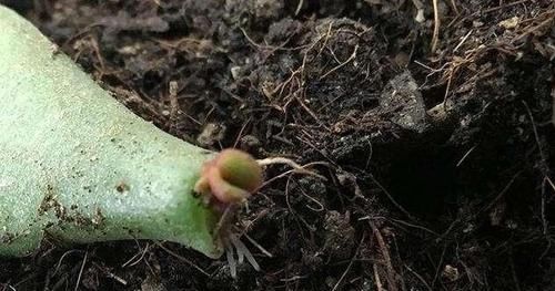  「夏季」夏季扦插，就选这3种花，简单方便，沾土就生根，特别容易成活！