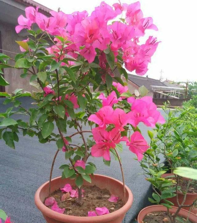  [开花的时]养三角梅,勤施肥多晒太阳,开花多开花艳开花不断