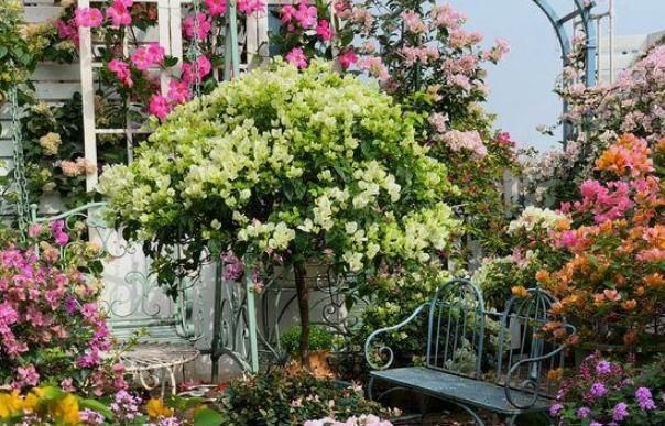 【粉丝】她在露台养了一种花,全年花开不断,犹如仙境,收获了近10万粉丝