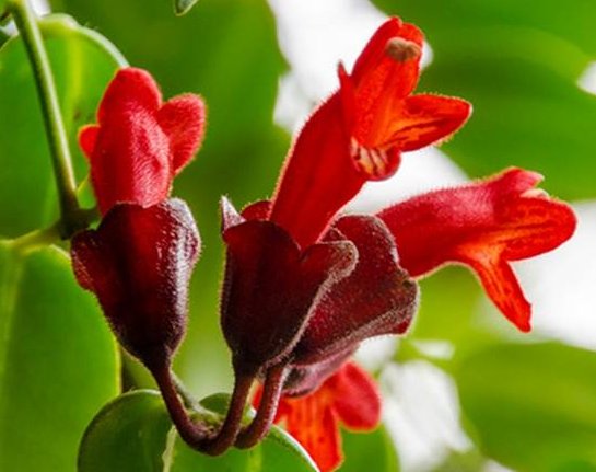  『光照』阳台上种养几款植物，可贱养不矫情，阳台变花瀑布，美翻了整个家