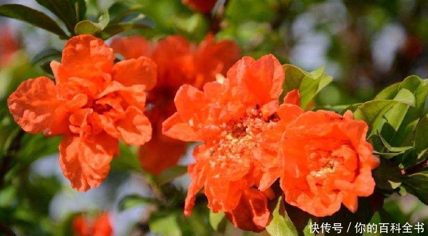 『浪漫』十二个月,十二种花,中国传统花朝节是如此的浪漫美好!