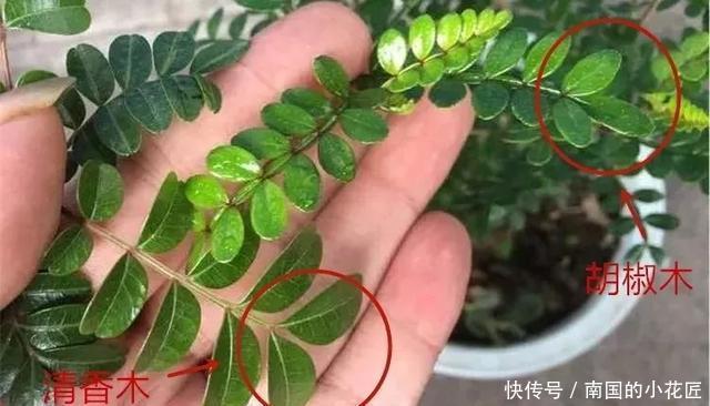  【花别买】养花技巧：遇到这6种花，白送都不要，轻则养残，重则养不活！