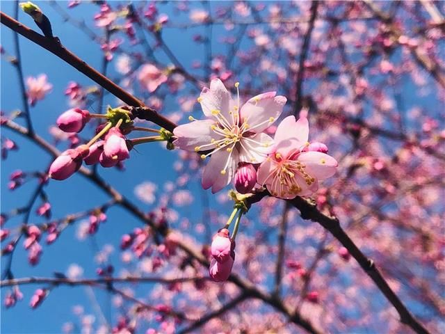  【北京】北京玉渊潭公园早樱盛开 游客分散赏花