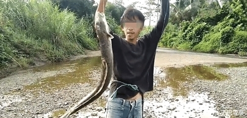 「泥鳅」河鳗还是大泥鳅? 目测有三四斤了, 有人认识吗? 网友: 应该值钱