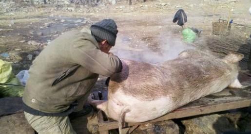 家养猪被吹得像皮球   阜平农村杀猪你不知道的新鲜事