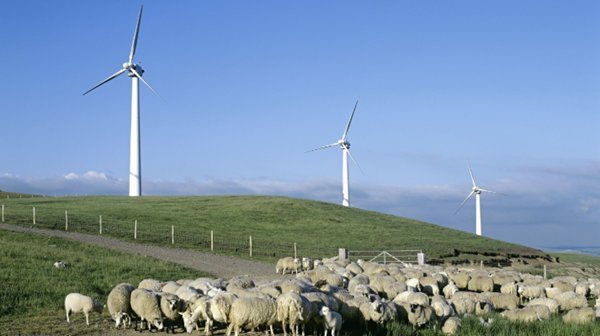  「解决」中国在发电站放了几千只羊，一个世界性的难题，却被羊