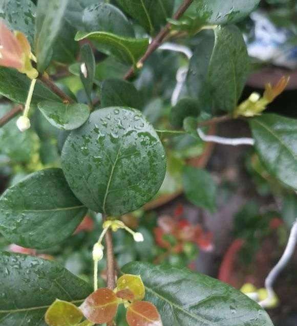  「金弹子开始开花」金弹子进入花期，想提高坐果率，养护工作要重视