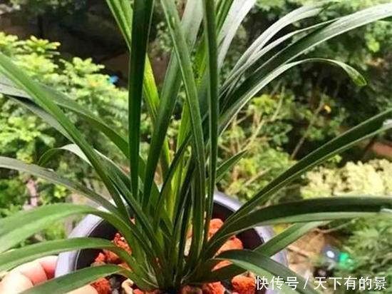 土壤|开春换土少了这一步,根系受损更严重,还不如不换