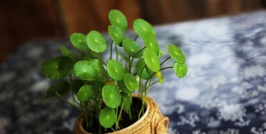  植物@养铜钱草，做好“4点”，叶子圆润如翡翠，盆里满是大“铜钱”！
