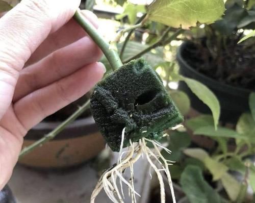 『枝条』沾水能生根的“1种花”,花期比绣球花长,一年开花两百天,美!