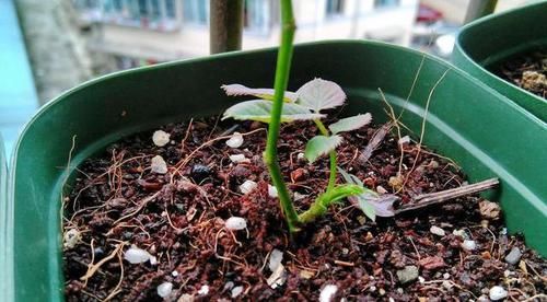  『来扦插』扦插小苗“2个芽点”最好，前赴后继“预防”，活了就爆大笋芽