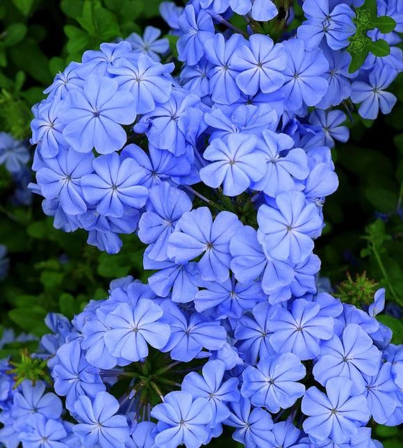  「小院」小院养这4种花，满墙都是花，太阳晒一晒，能开上千朵花