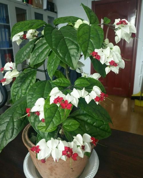  【试试】喜欢菊花，不如试试“优良玫瑰”金香玉，开花爆盆，高贵优雅！