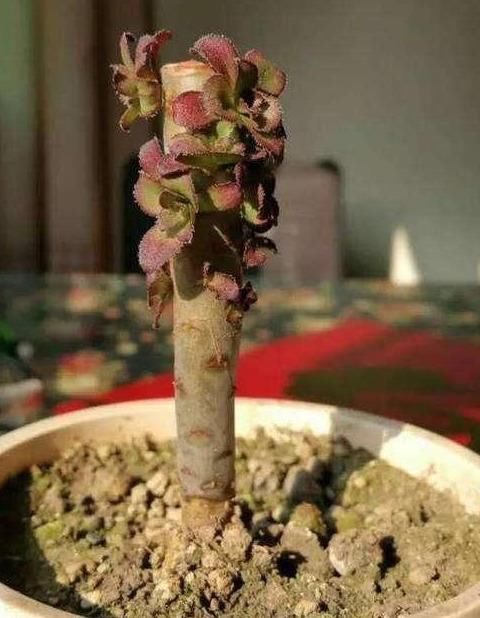  砍过头：掐了“这个芽”，多肉黑法师“华丽转身”，从单身变“子孙成群”