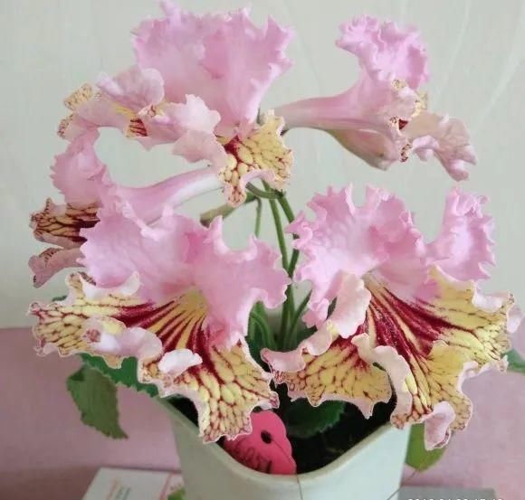 『光照』30种耐阴花,室内光照不佳,也能全年开花